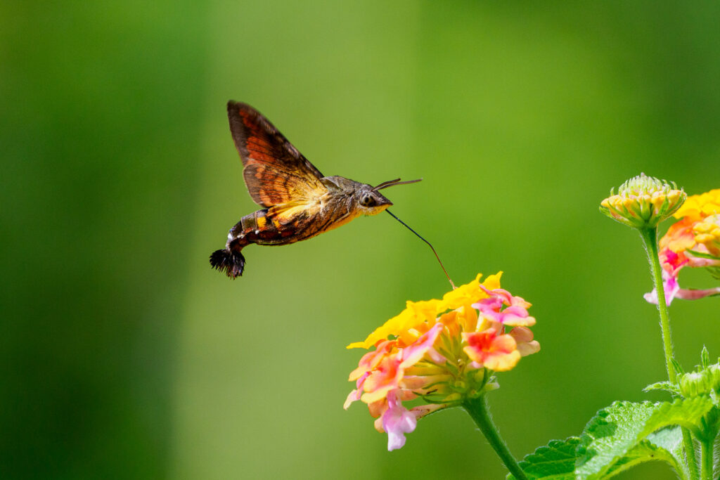 マイクロフォーサーズ作例5