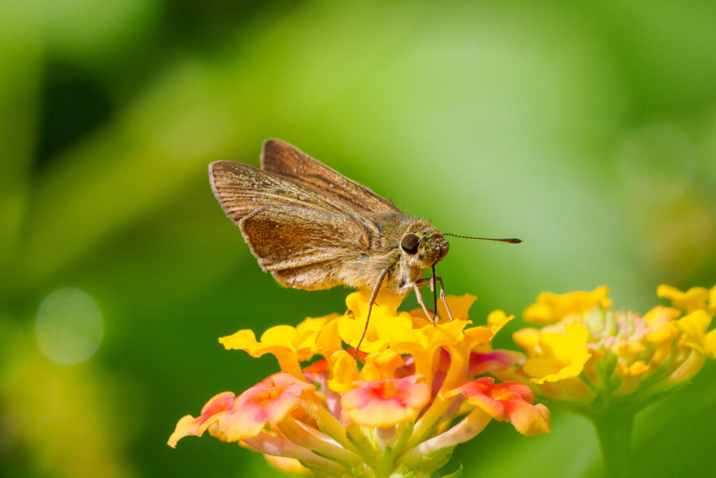 マイクロフォーサーズ作例2